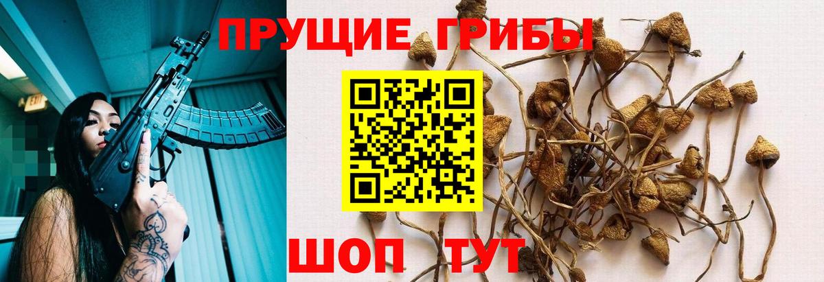 Псилоцибиновые грибы мухоморы Гатчина